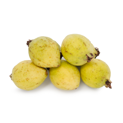 Guayaba/Guava 14-16 oz