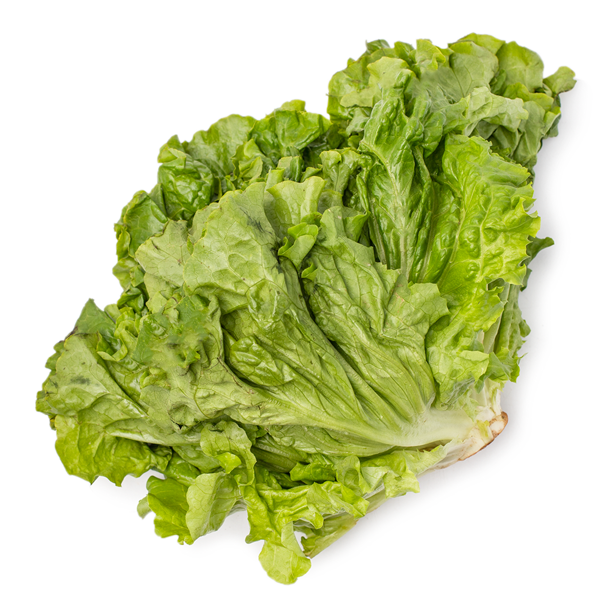 Green Leaf Lettuce Bunch 1 count