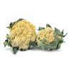 Chinese Cauliflower 2.3-2.5 lb