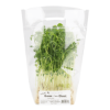 Green Pea Shoot 1 each
