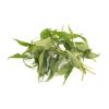 Rau Ram Vietnamese Coriander 1 bunch